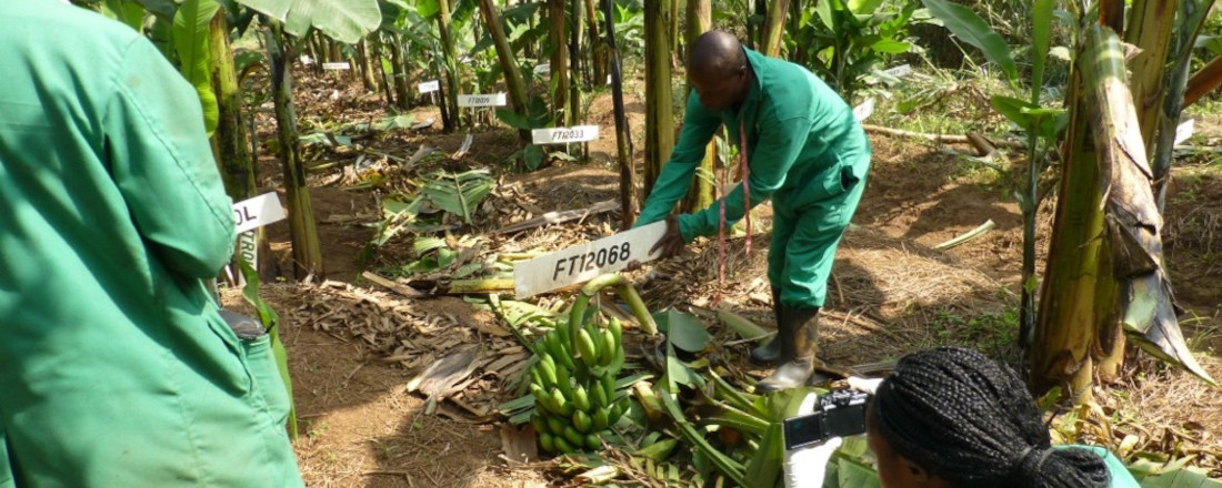 Three scientists studying banana plants in a Ugandan experimental trial field