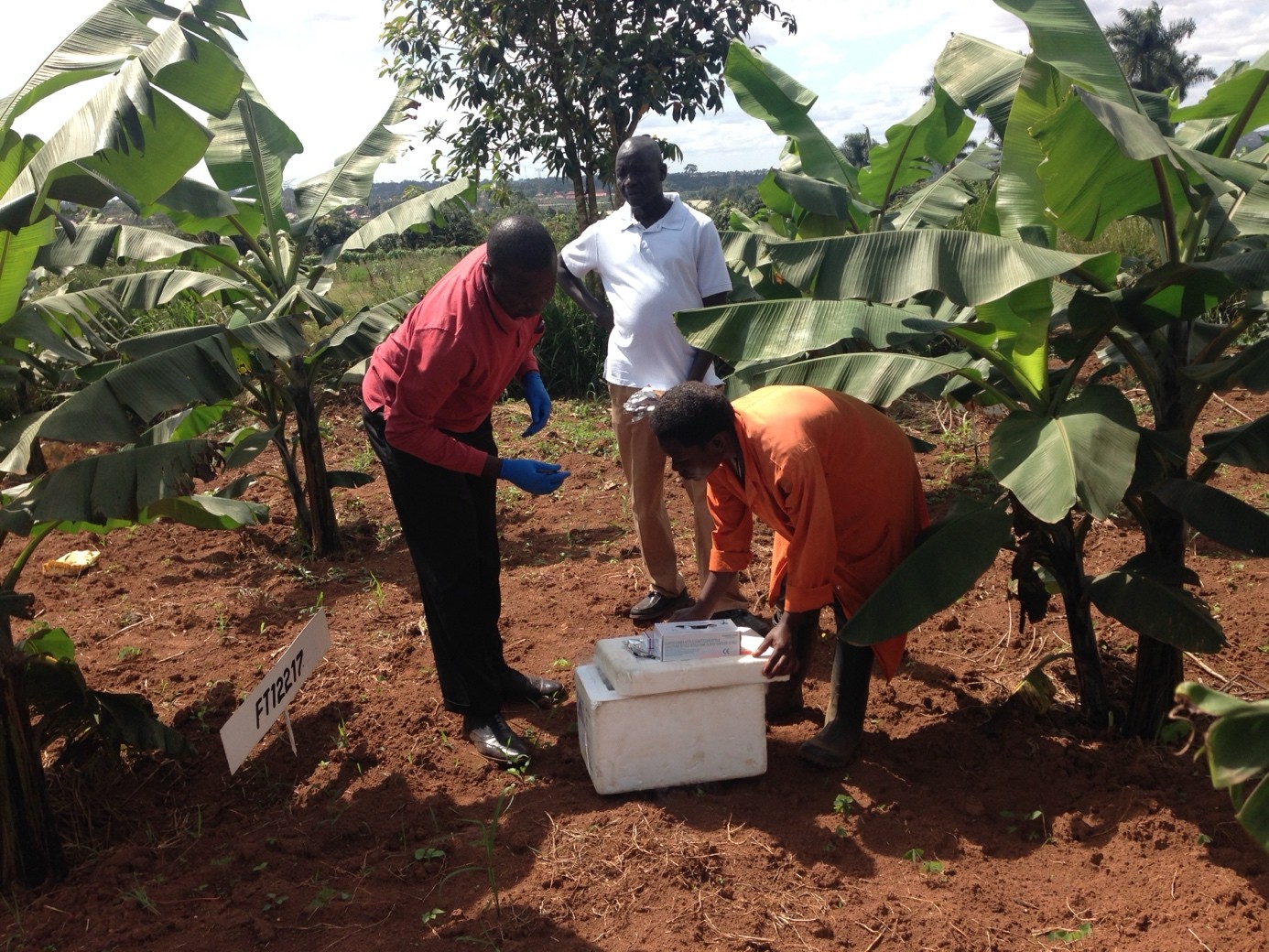 Science in action on a GM-banana field trial near Kampala